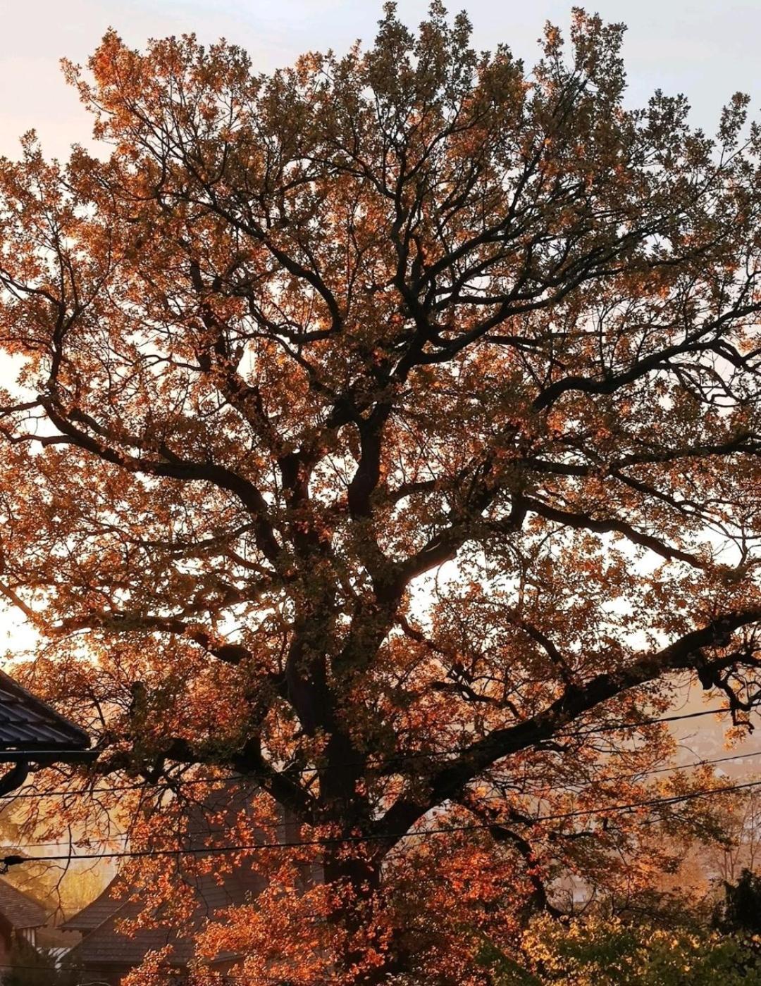 The Little Oak - Tiny House With Bed On Mezzanine & Terrace - From 1 To 4 P Disney, Paris & Cdg Pomponne المظهر الخارجي الصورة
